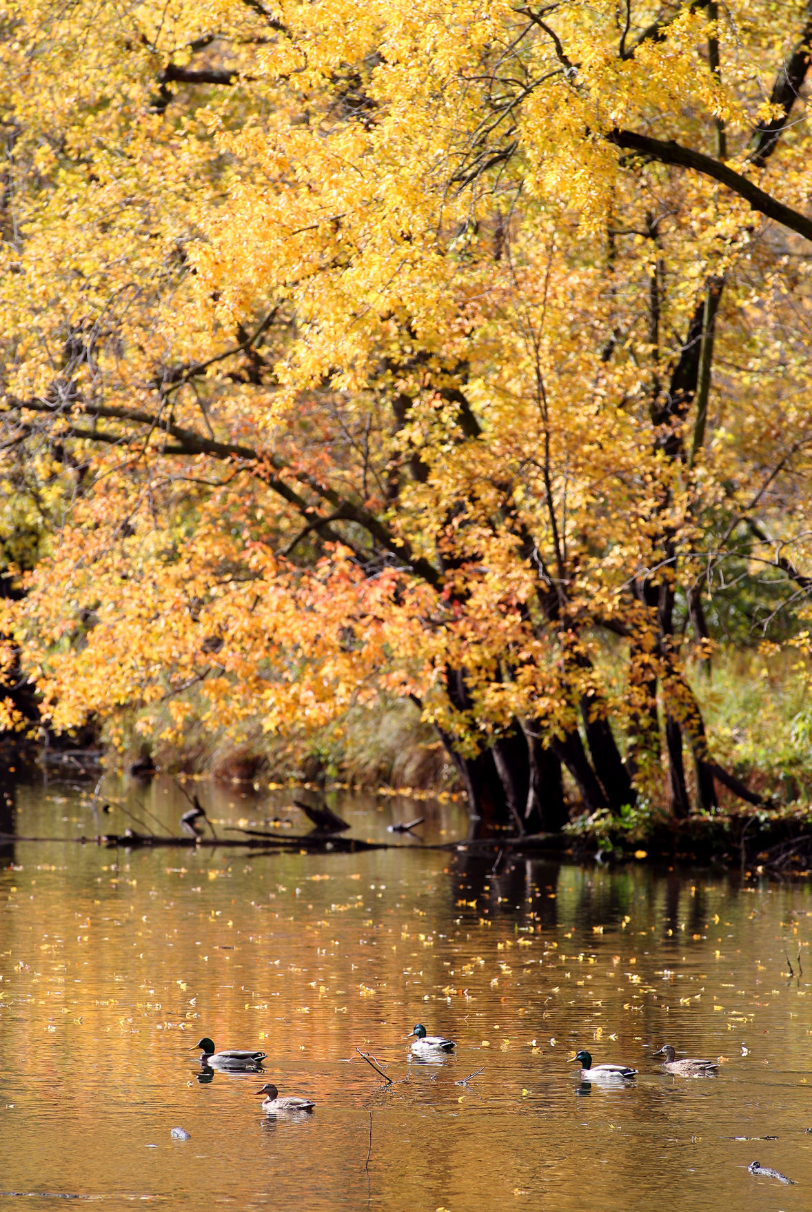 DUCKS ON THE POND